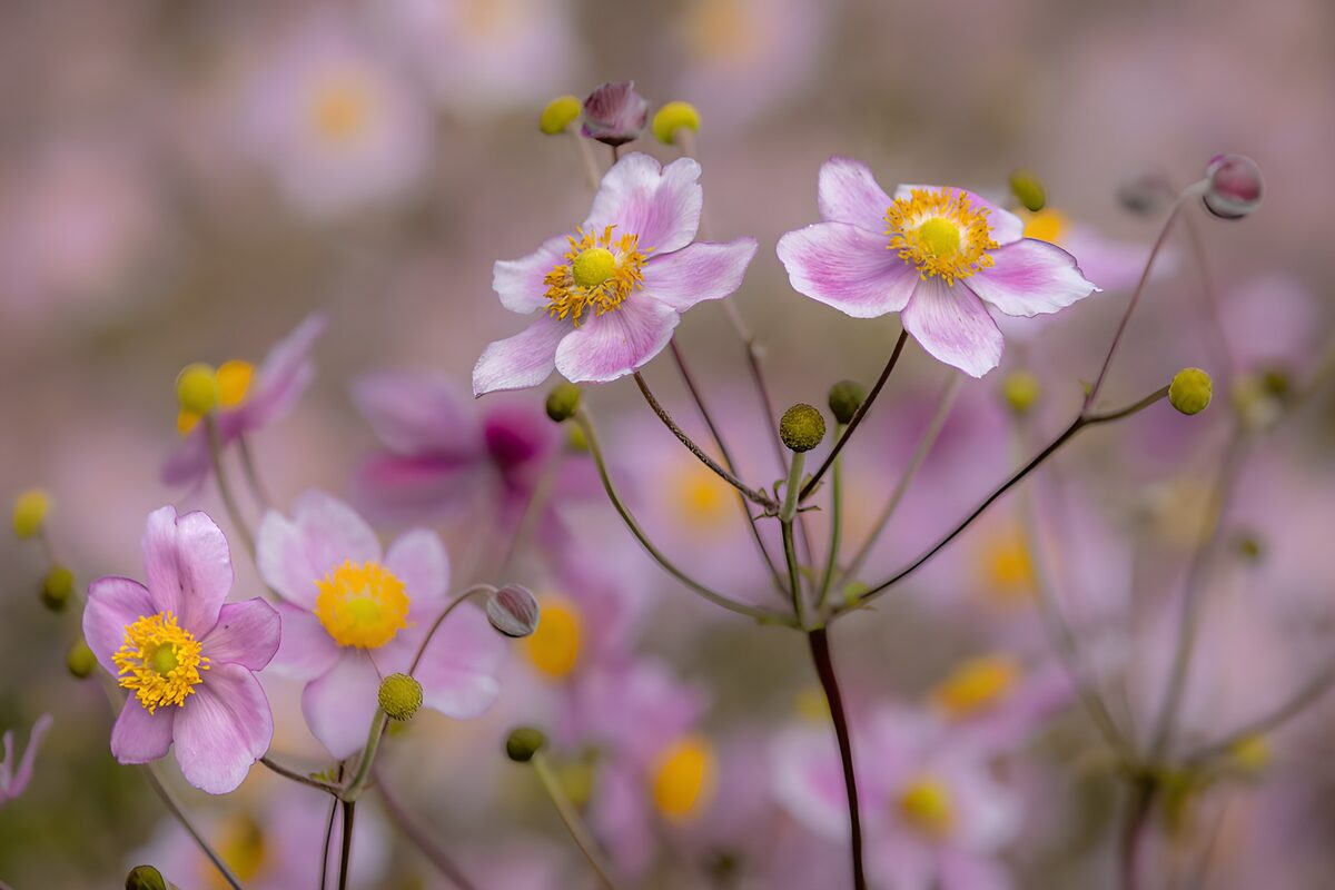 OCCOM6959640: Delicate Pink Flowers in Bloom