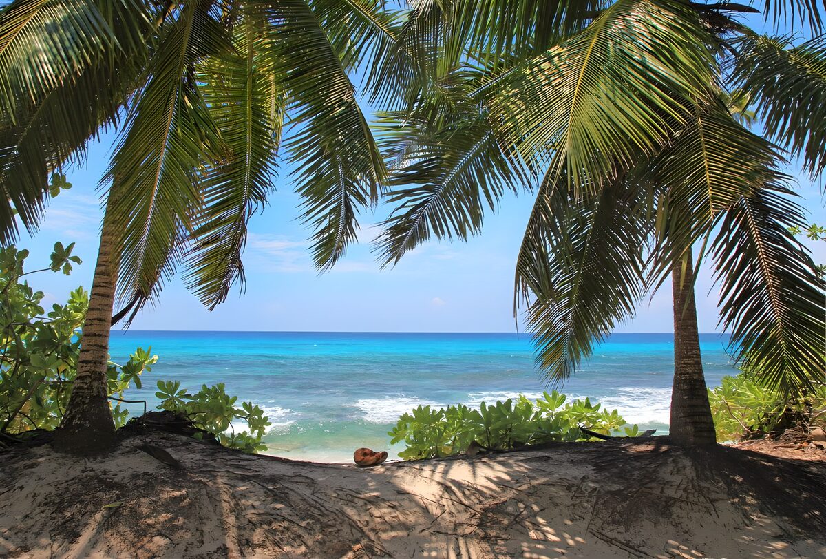 Tropical Beaches & Palm Trees