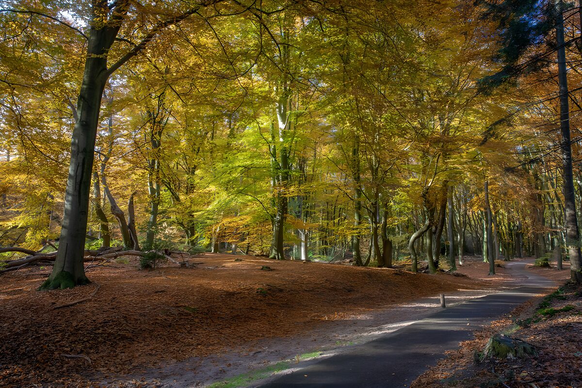 Autumn Pathway Through the Enchanted Forest