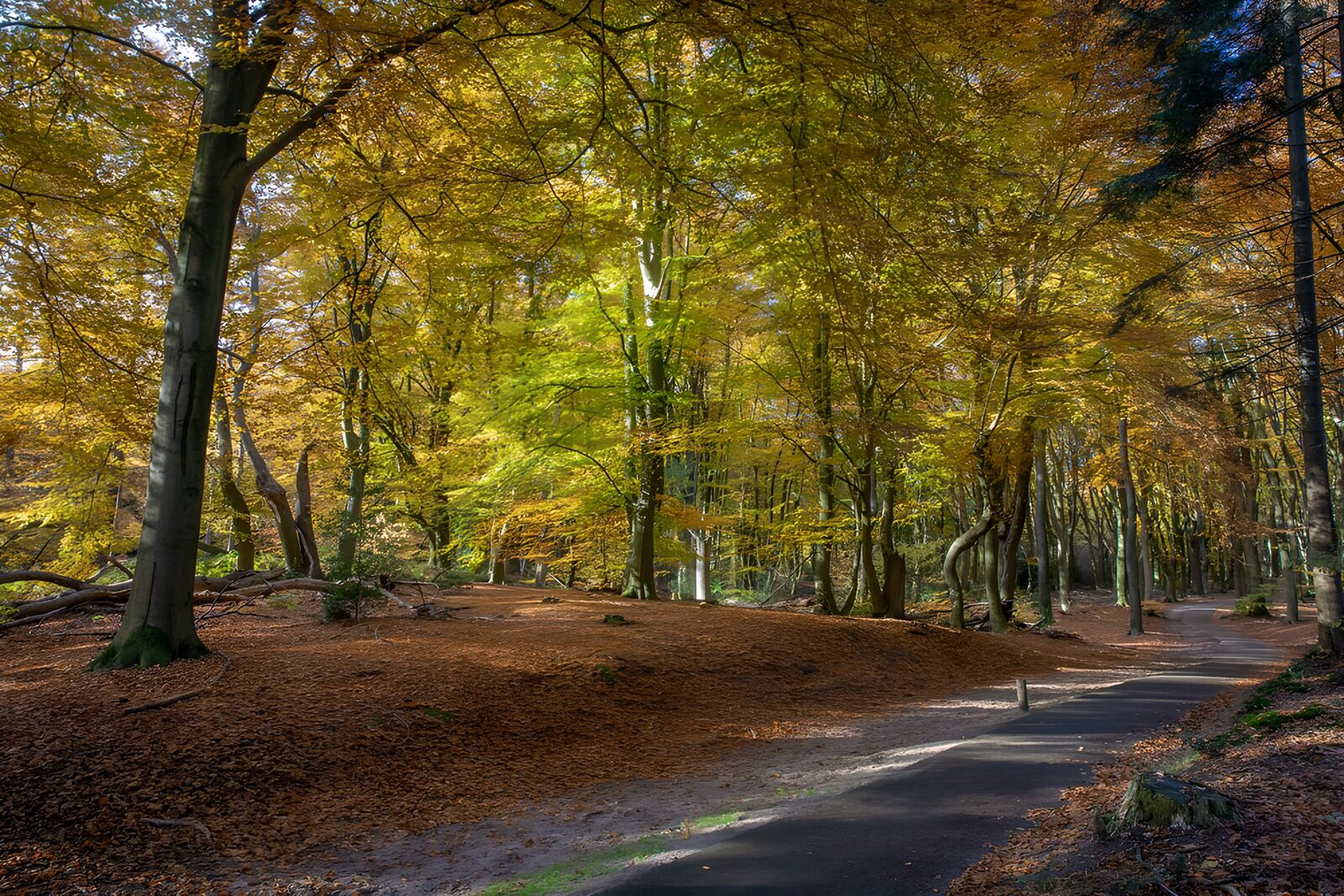 OCCOM2939319: Autumn Pathway Through the Enchanted Forest