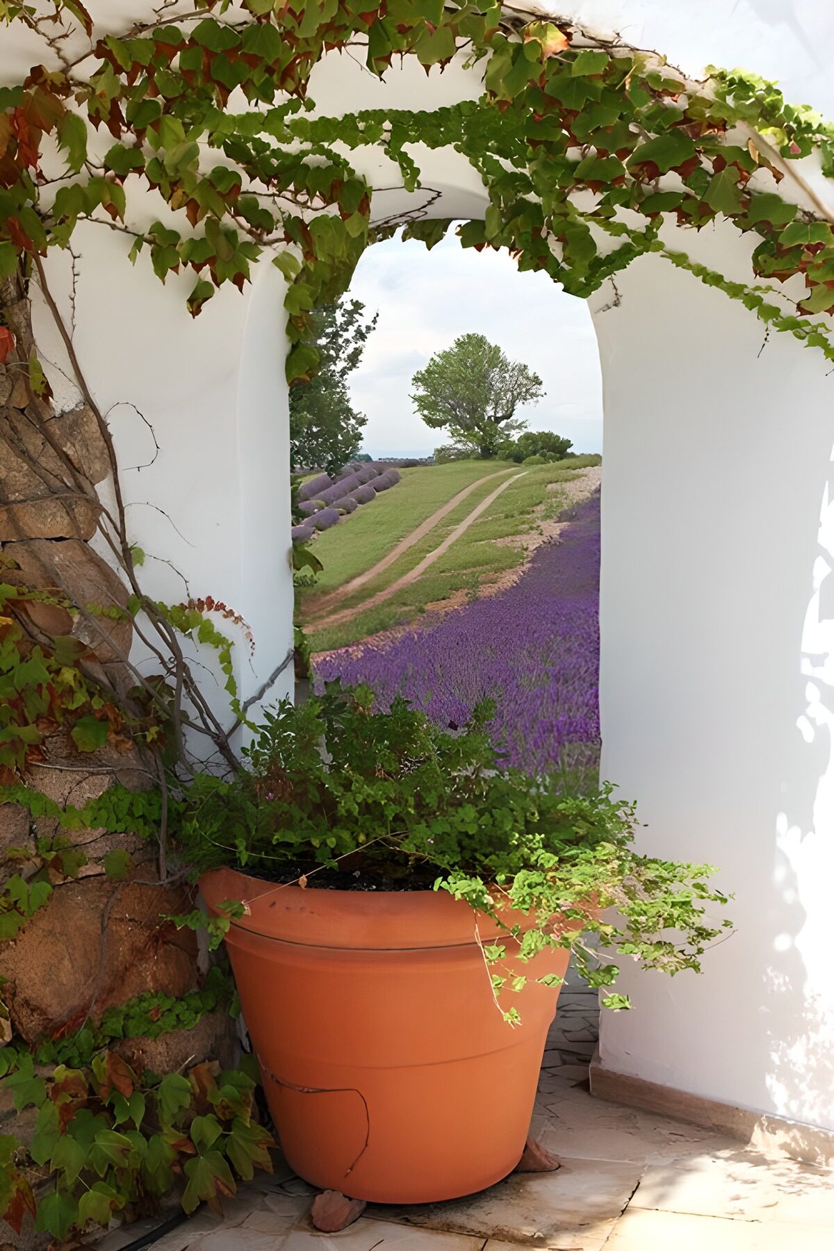 OCCOM6876250: Tranquil Lavender View Through Archway