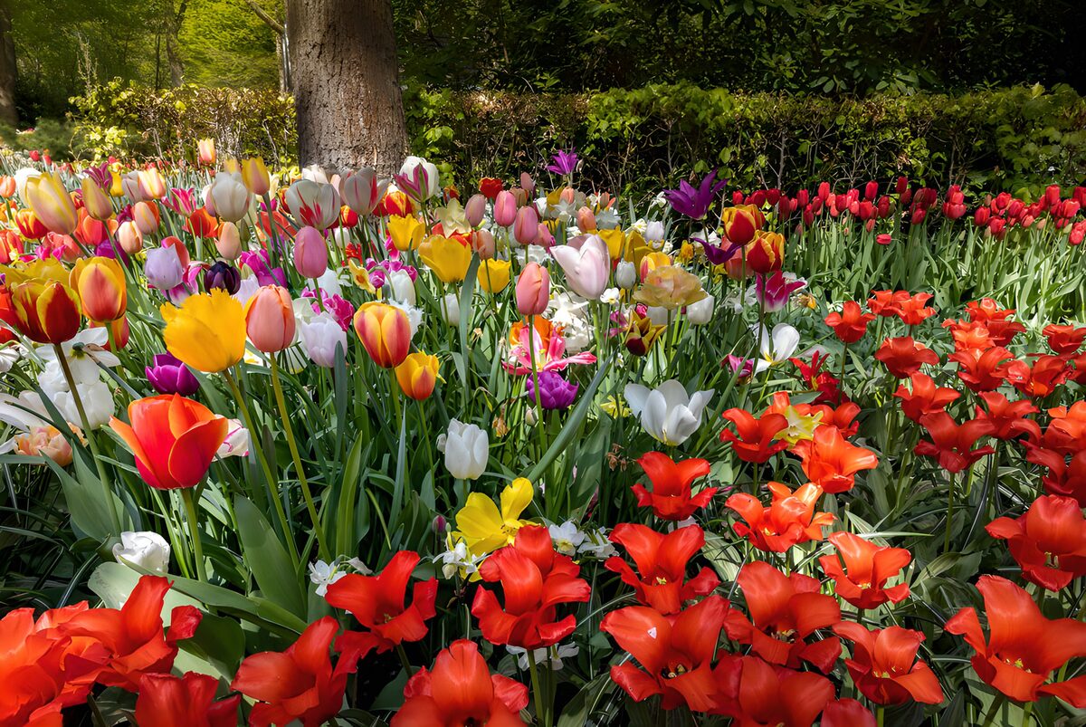 Vibrant Tulip Garden in Full Bloom