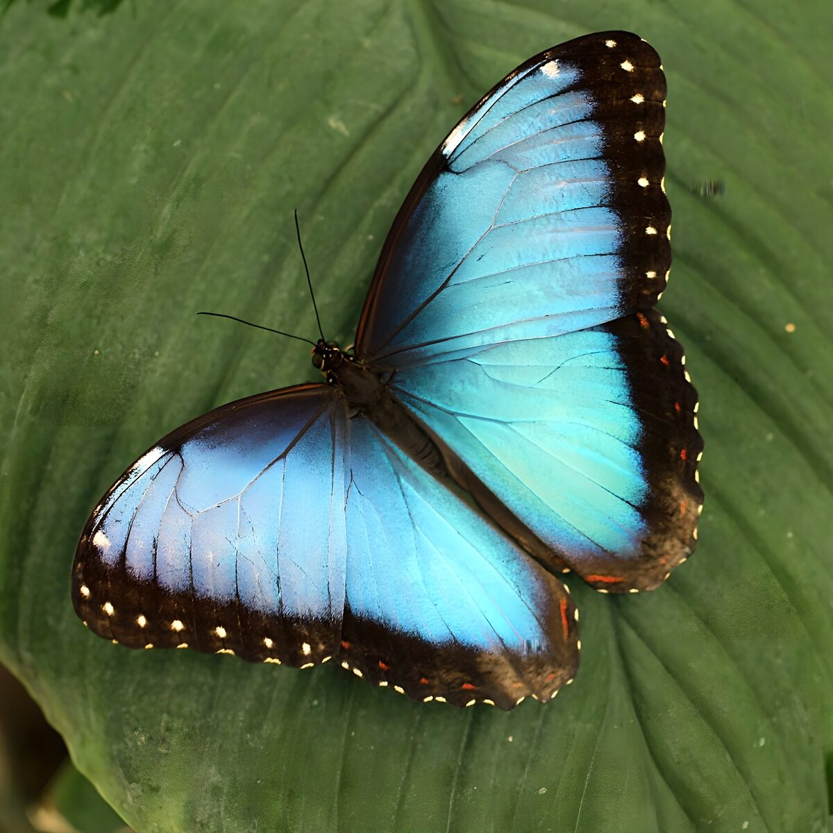 Vibrant Blue Butterfly on Green Leaf