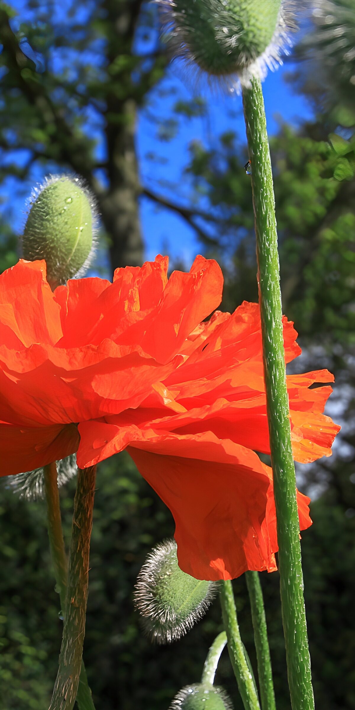 OCCOM6404328: Vibrant Red Poppy in Bloom