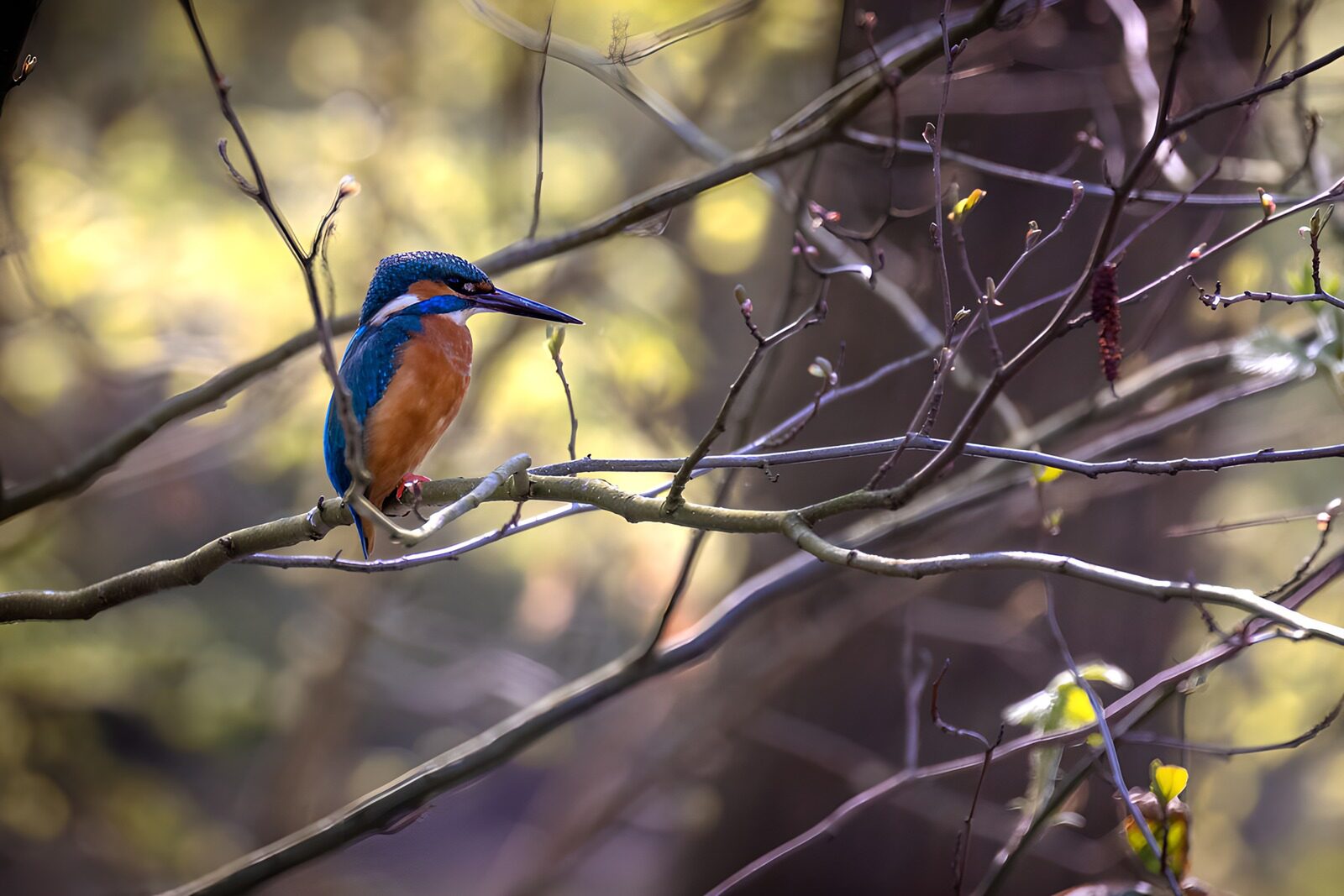 OCCOM1443268: Vibrant Kingfisher Perched on a Branch