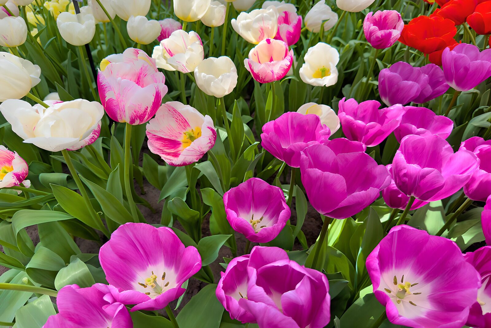 OCCOM4933510: Vibrant Tulip Garden in Full Bloom