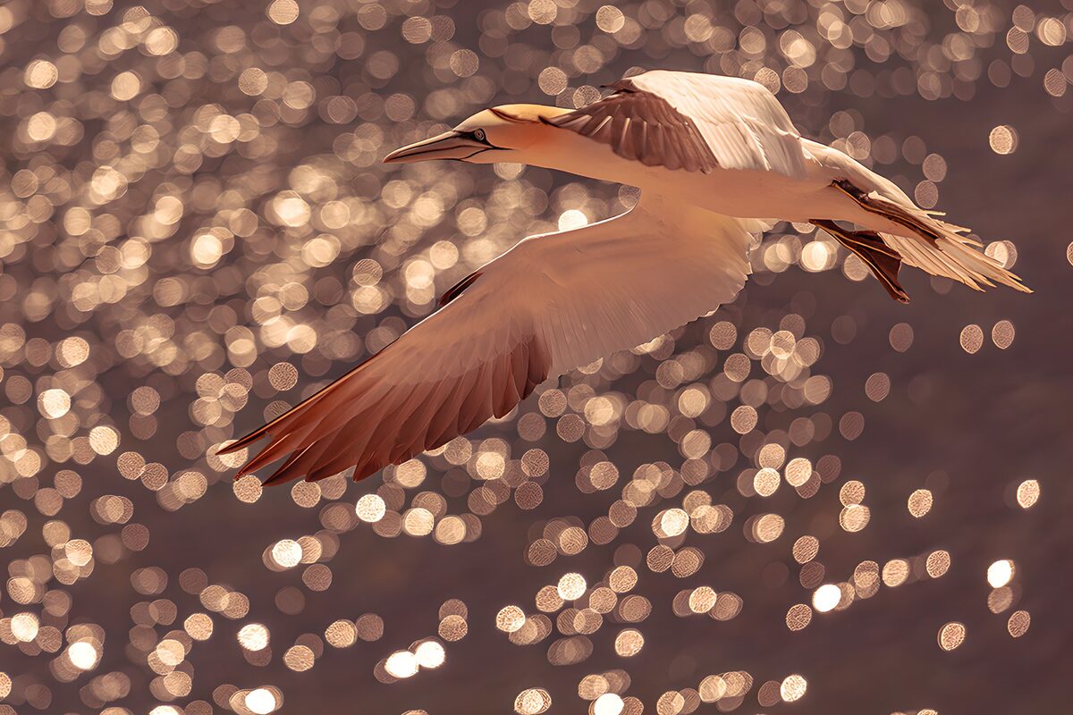 Majestic Bird in Flight