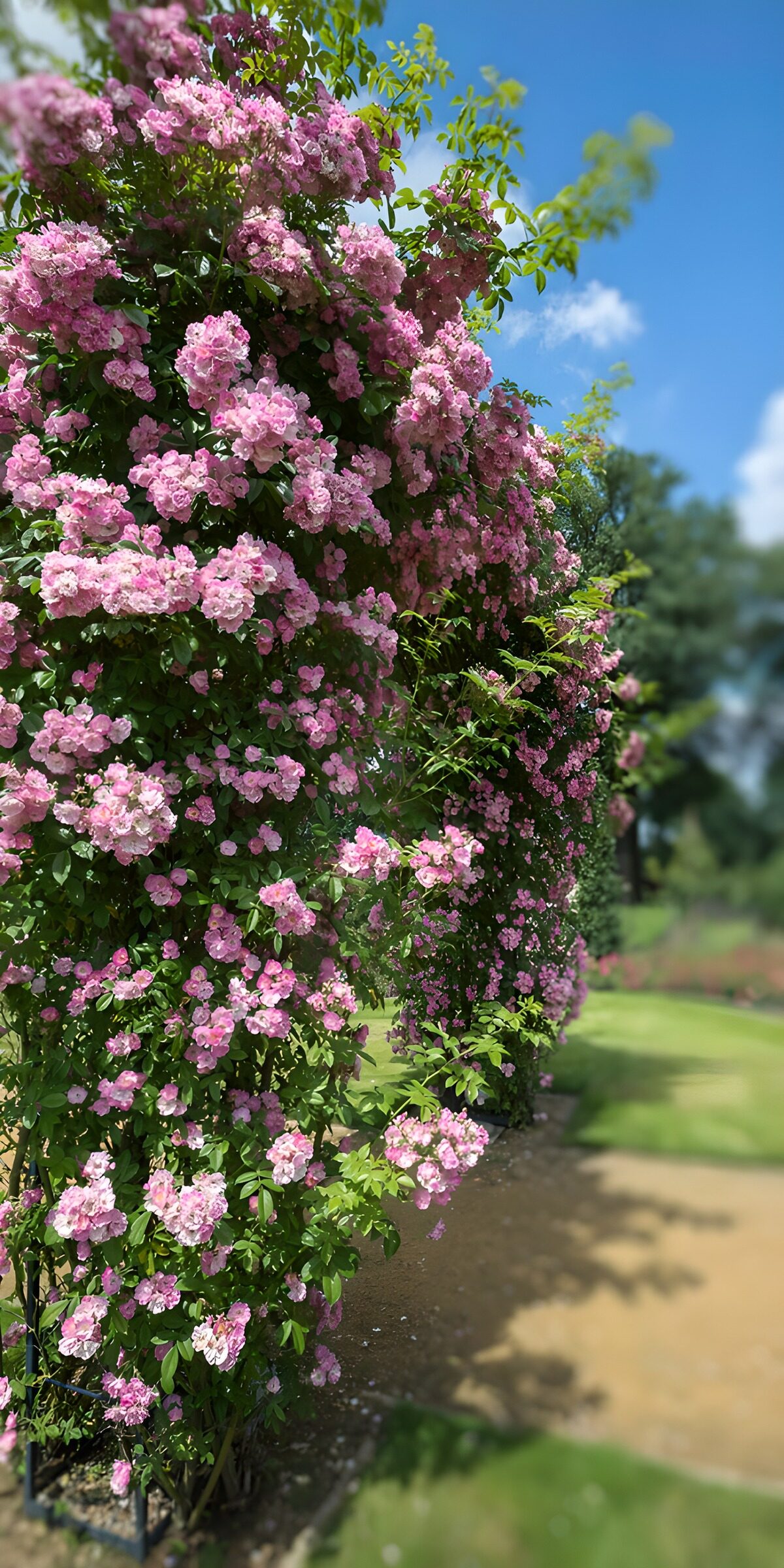 OCCOM9498592: Lush Pink Floral Archway in Bloom