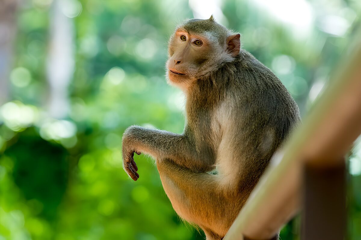 Thoughtful Monkey in Nature