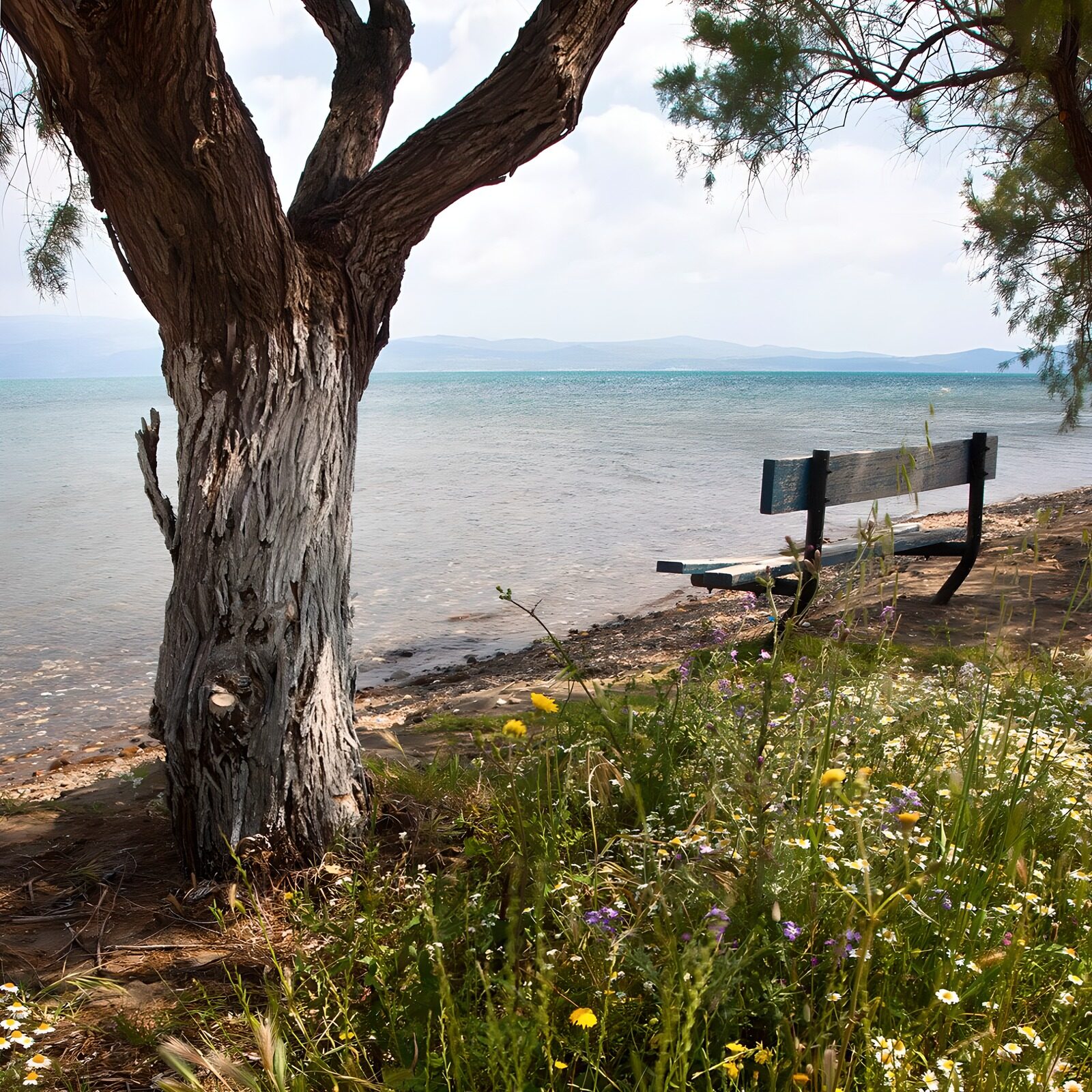 OCCOM9798184: Serene Lake View with Wildflowers