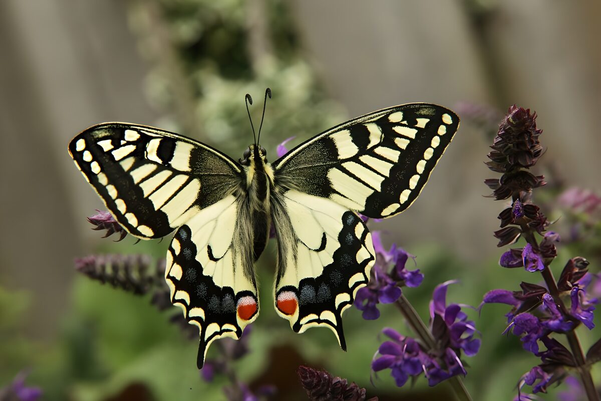 Elegant Swallowtail Butterfly