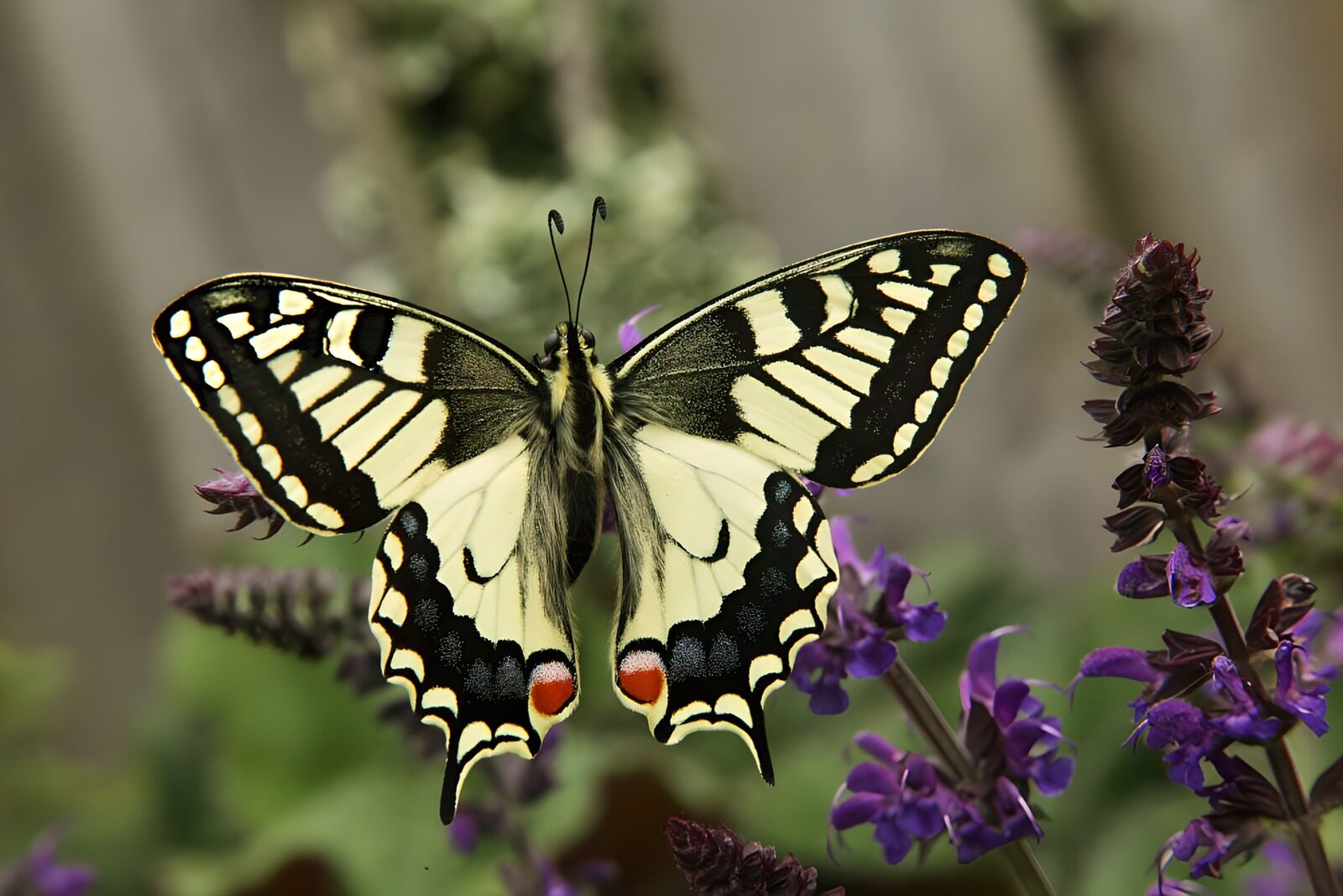 OCCOM9280464: Elegant Swallowtail Butterfly