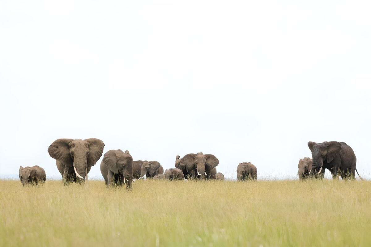 Elephants Grazing in the Savanna