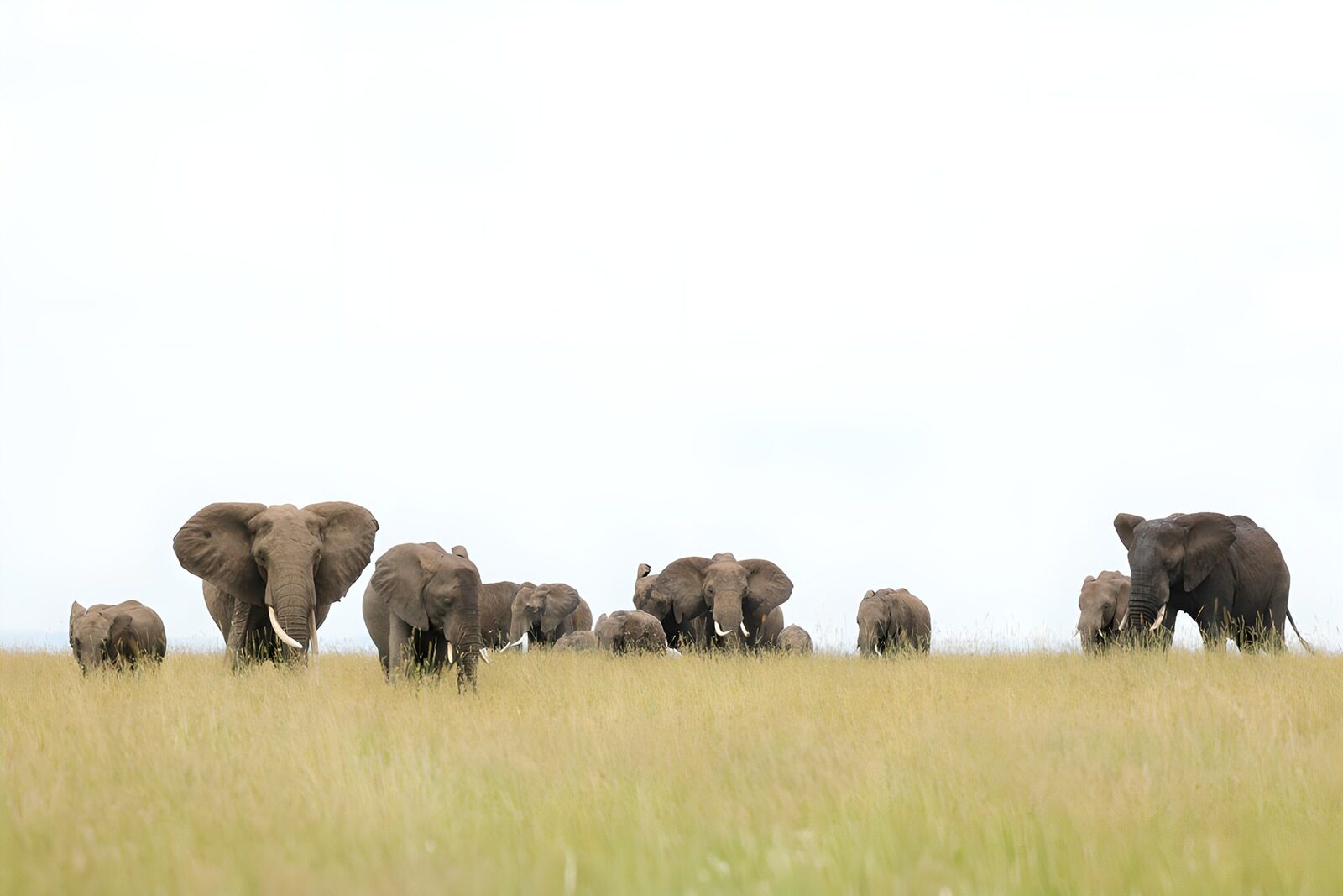OCCOM7815062: Elephants Grazing in the Savanna