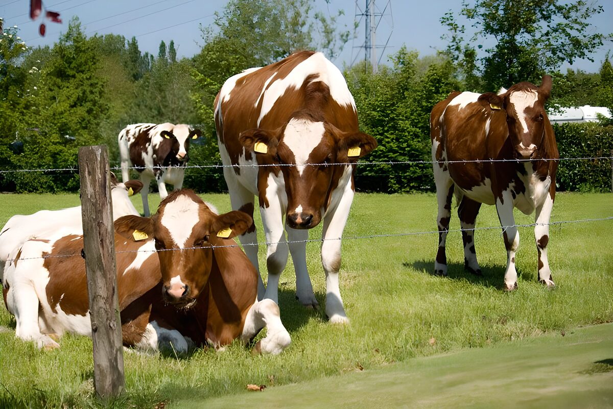 Calm Cows Grazing in Green Pasture