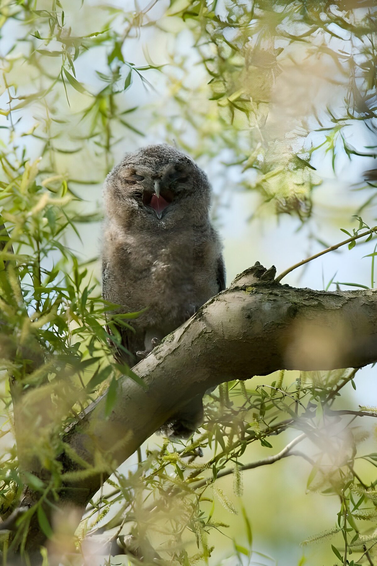 Young Owl Perched Among the Branches