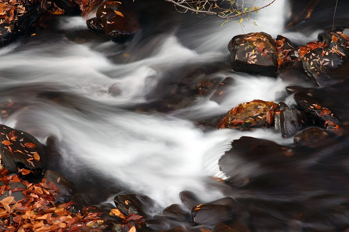 OCCOM8794989: Flowing Stream with Autumn Leaves