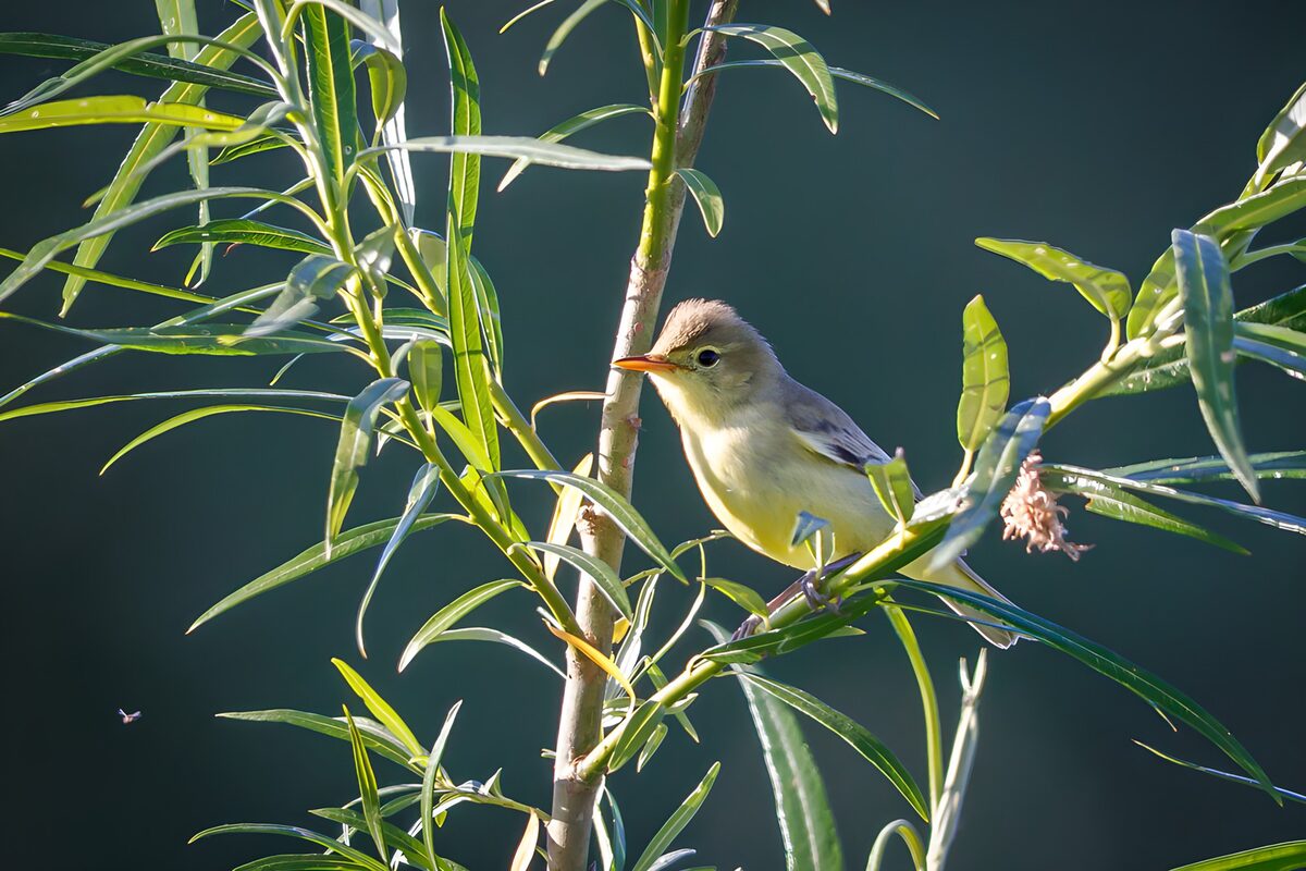 Charming Yellow Warbler in Nature