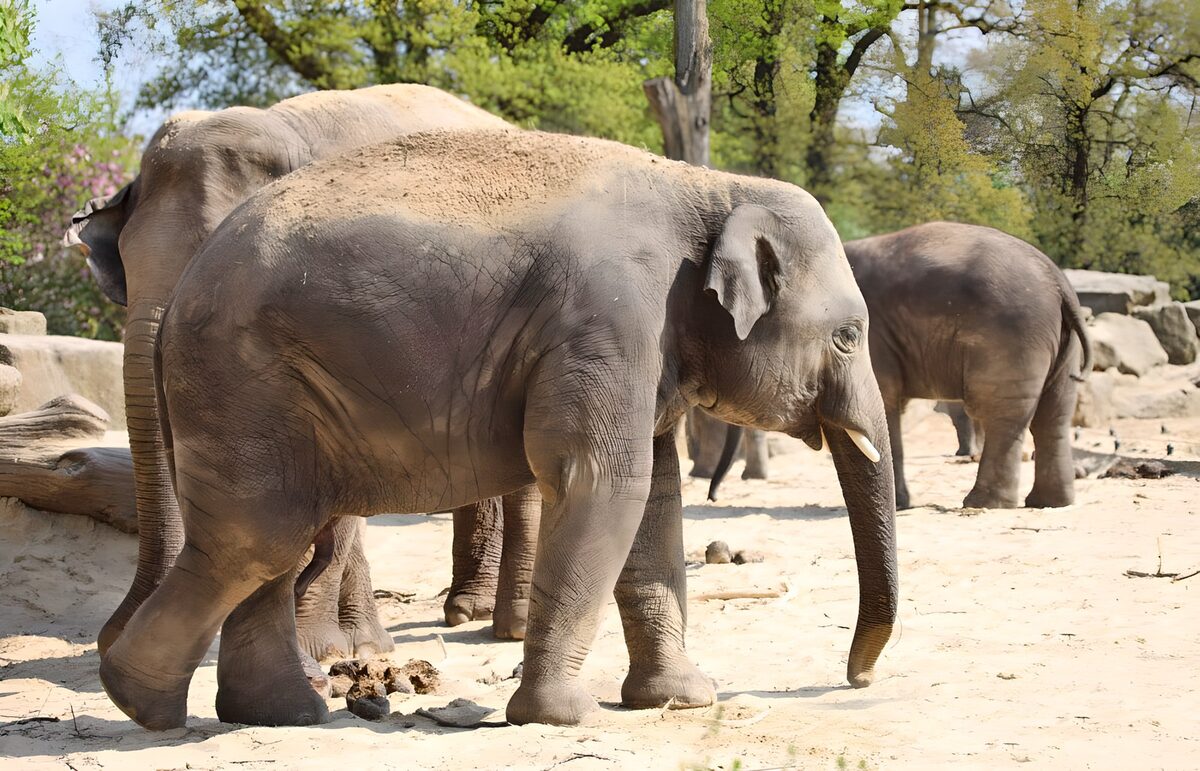 Graceful Giants in the Wild