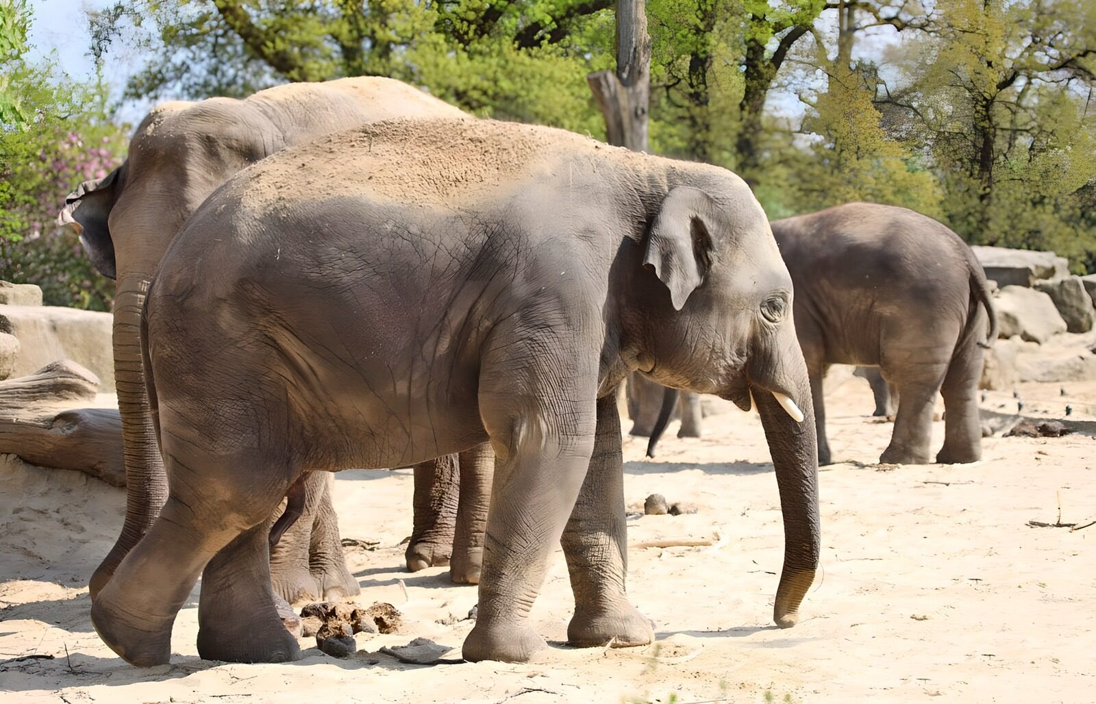 OCCOM1849730: Graceful Giants in the Wild