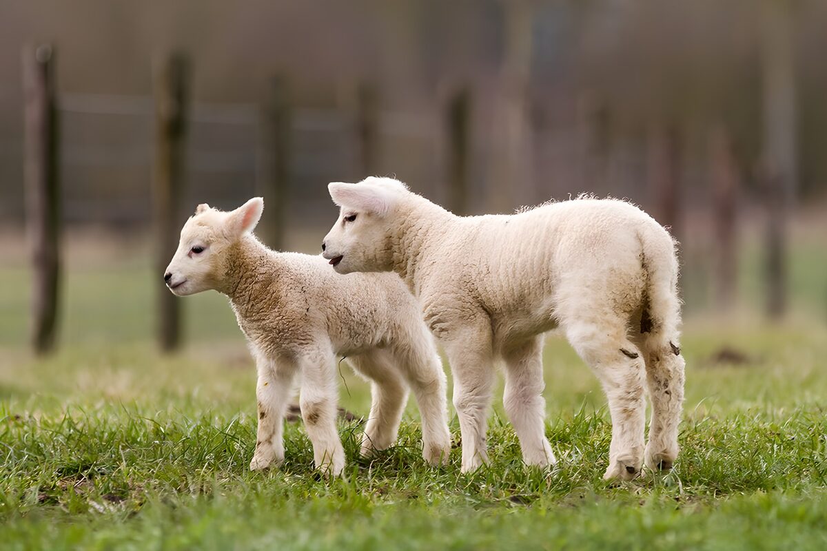 Two Playful Lambs in the Meadow