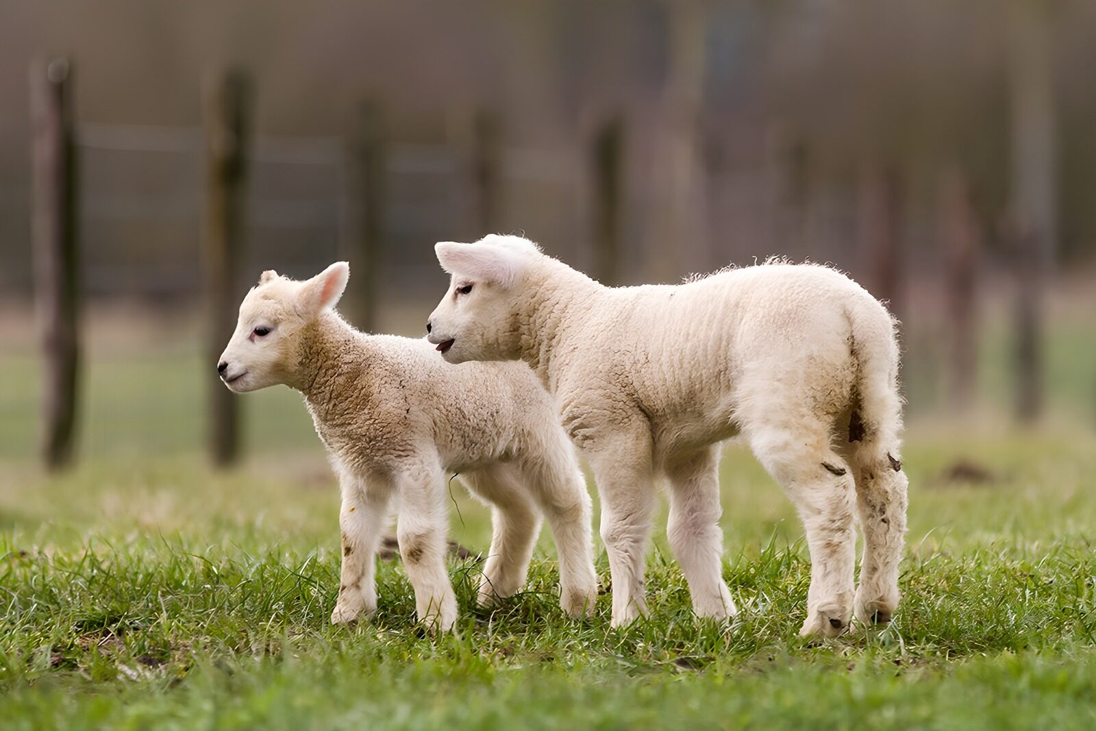 OCCOM8163215: Two Playful Lambs in the Meadow