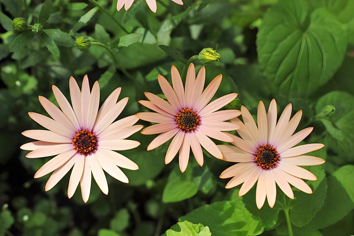 Pink Flowers in Bloom