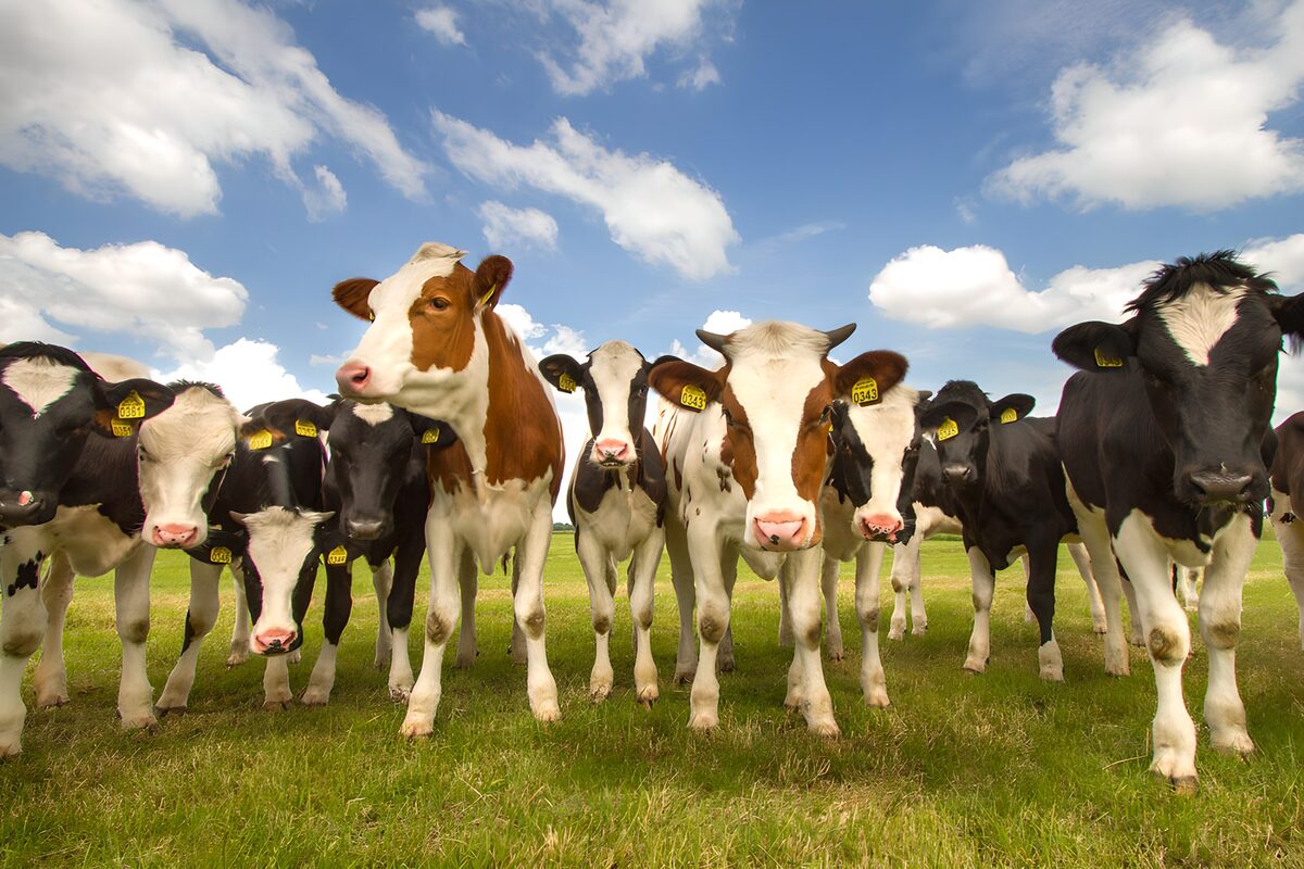 Curious Cows in Green Pasture