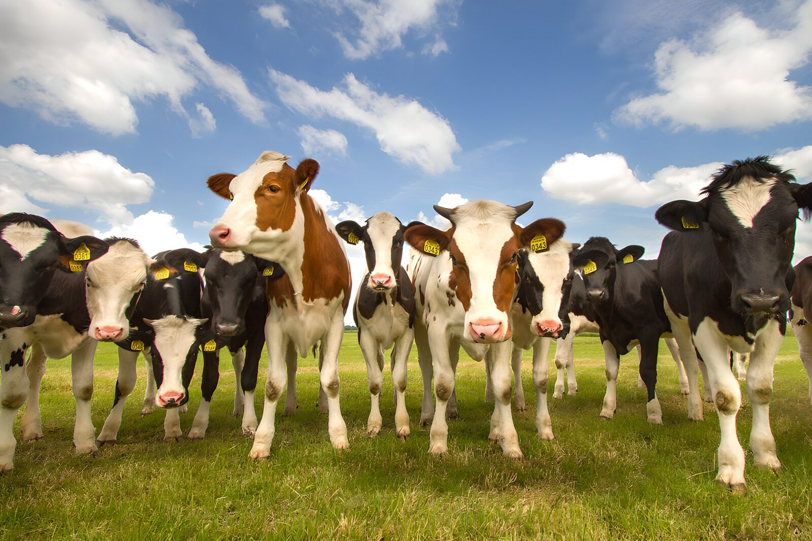 OCCOM5098610: Curious Cows in Green Pasture