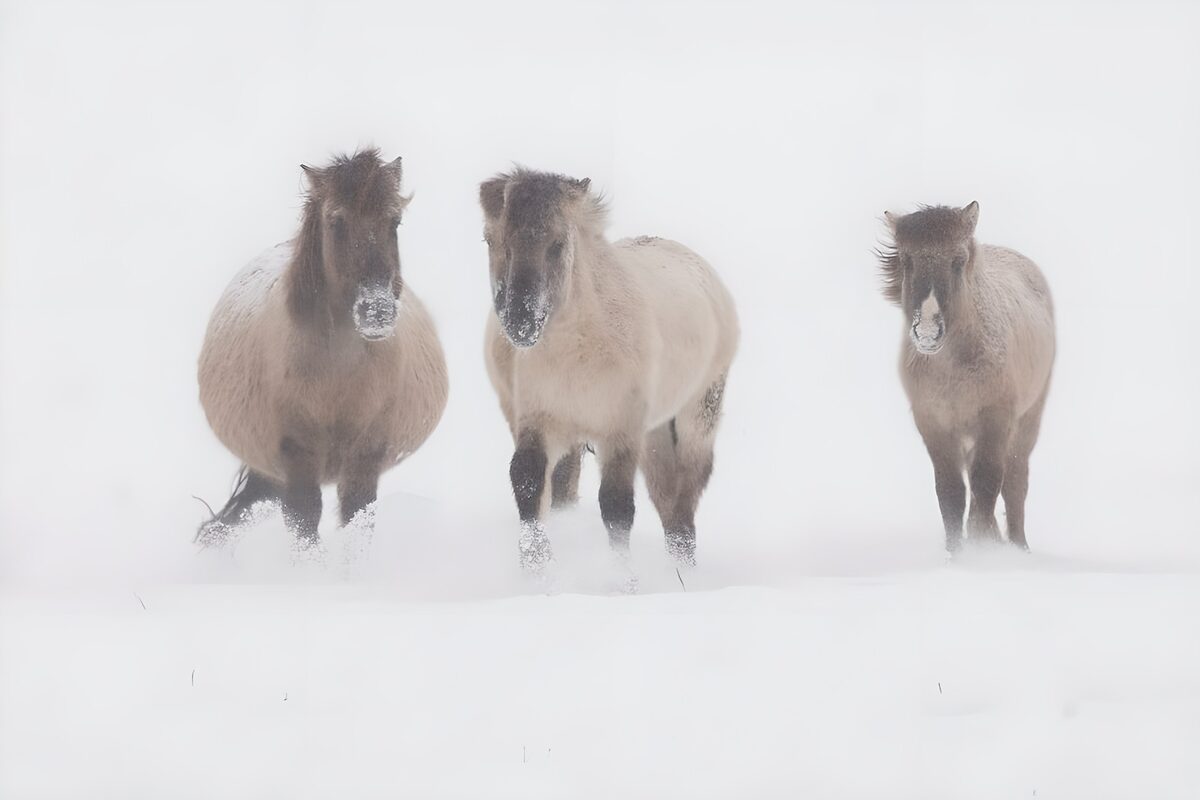 Majestic Horses in a Snowy Landscape