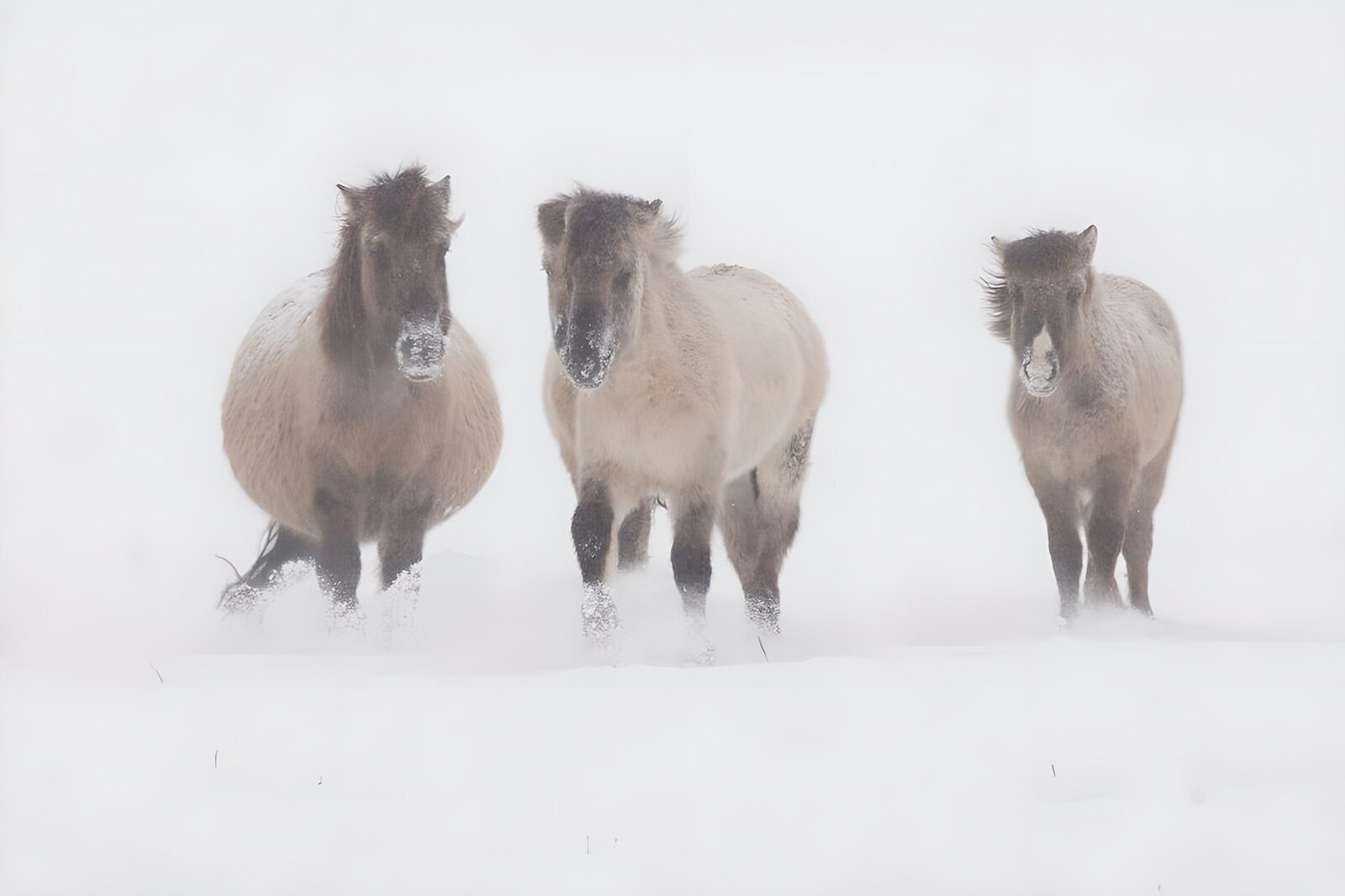 OCCOM8525553: Majestic Horses in a Snowy Landscape
