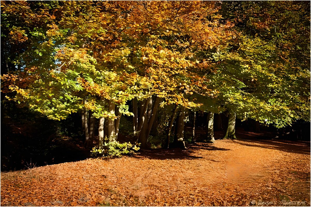 Autumn Serenity in Nature's Embrace