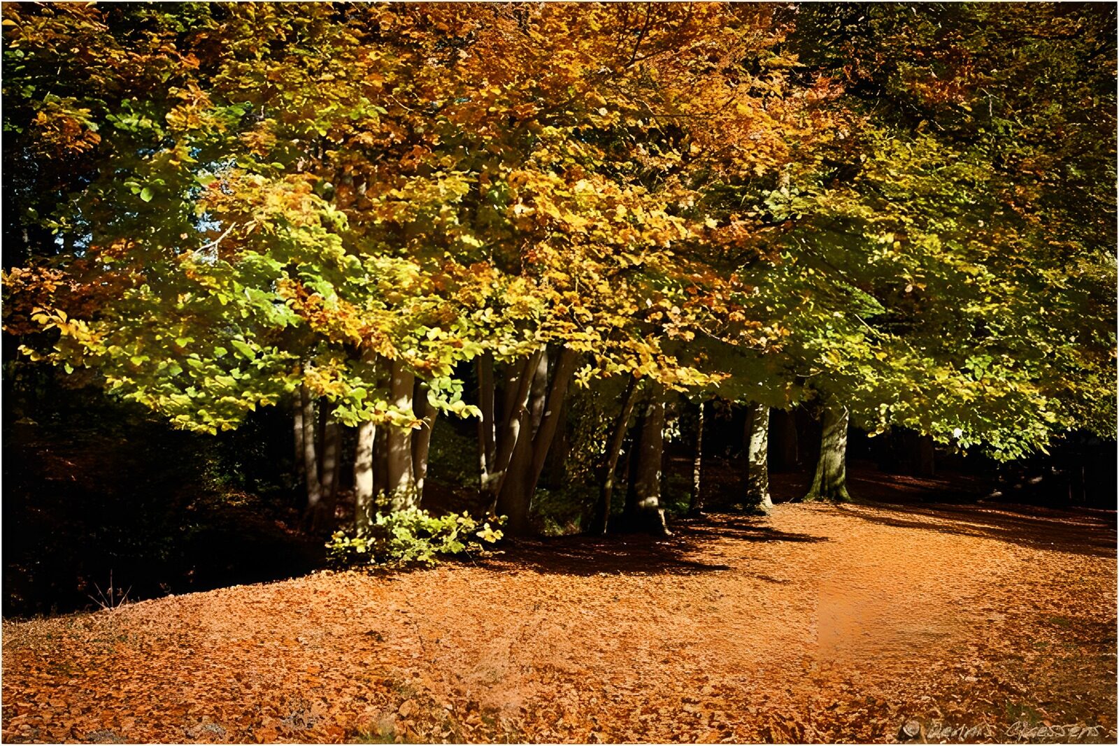 OCCOM7123057: Autumn Serenity in Nature's Embrace