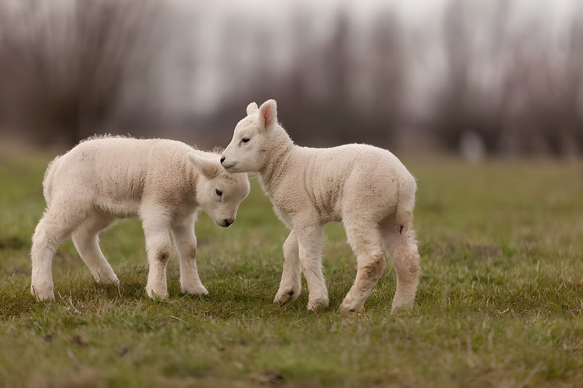 Playful Lambs in the Meadow