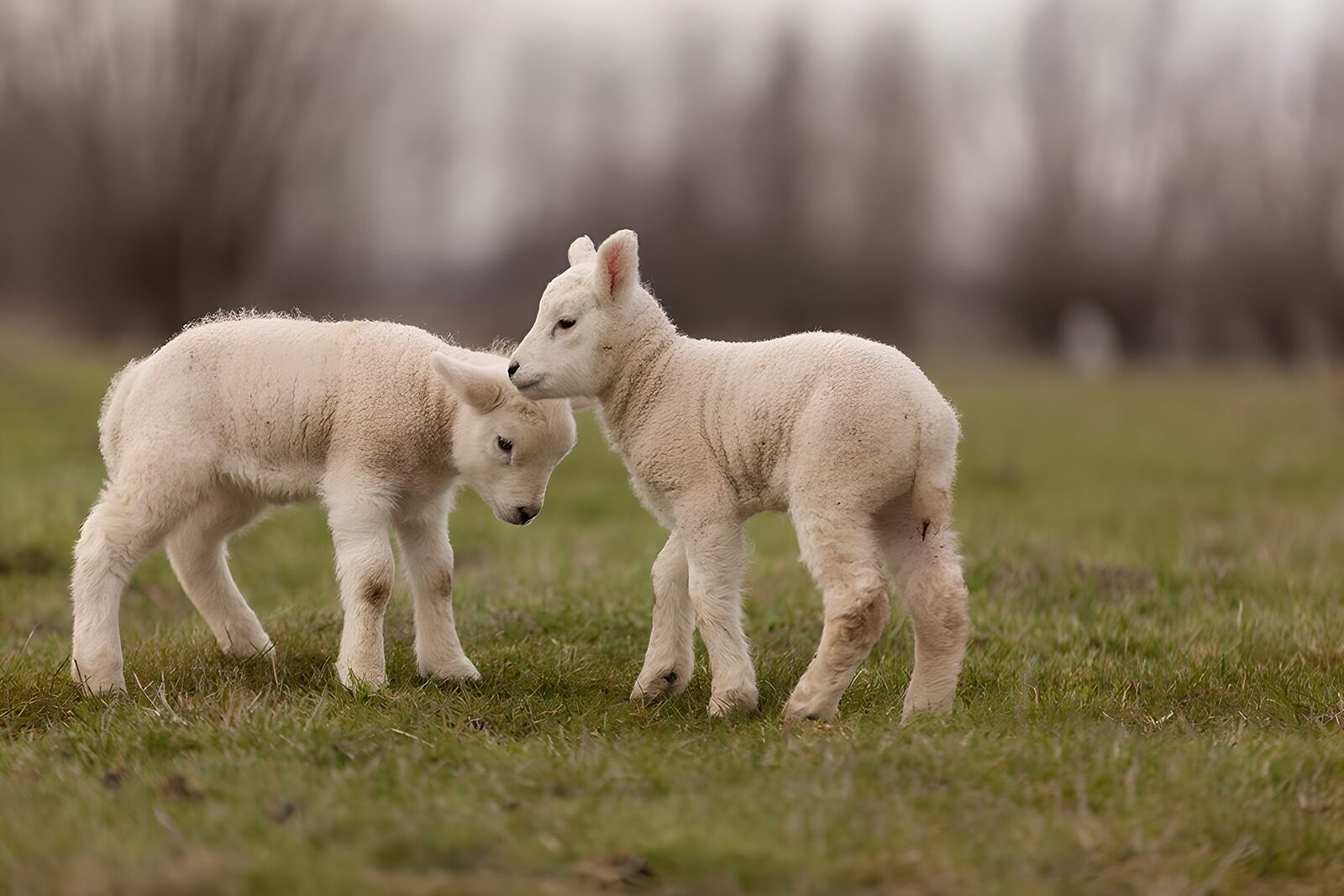 OCCOM6768360: Playful Lambs in the Meadow
