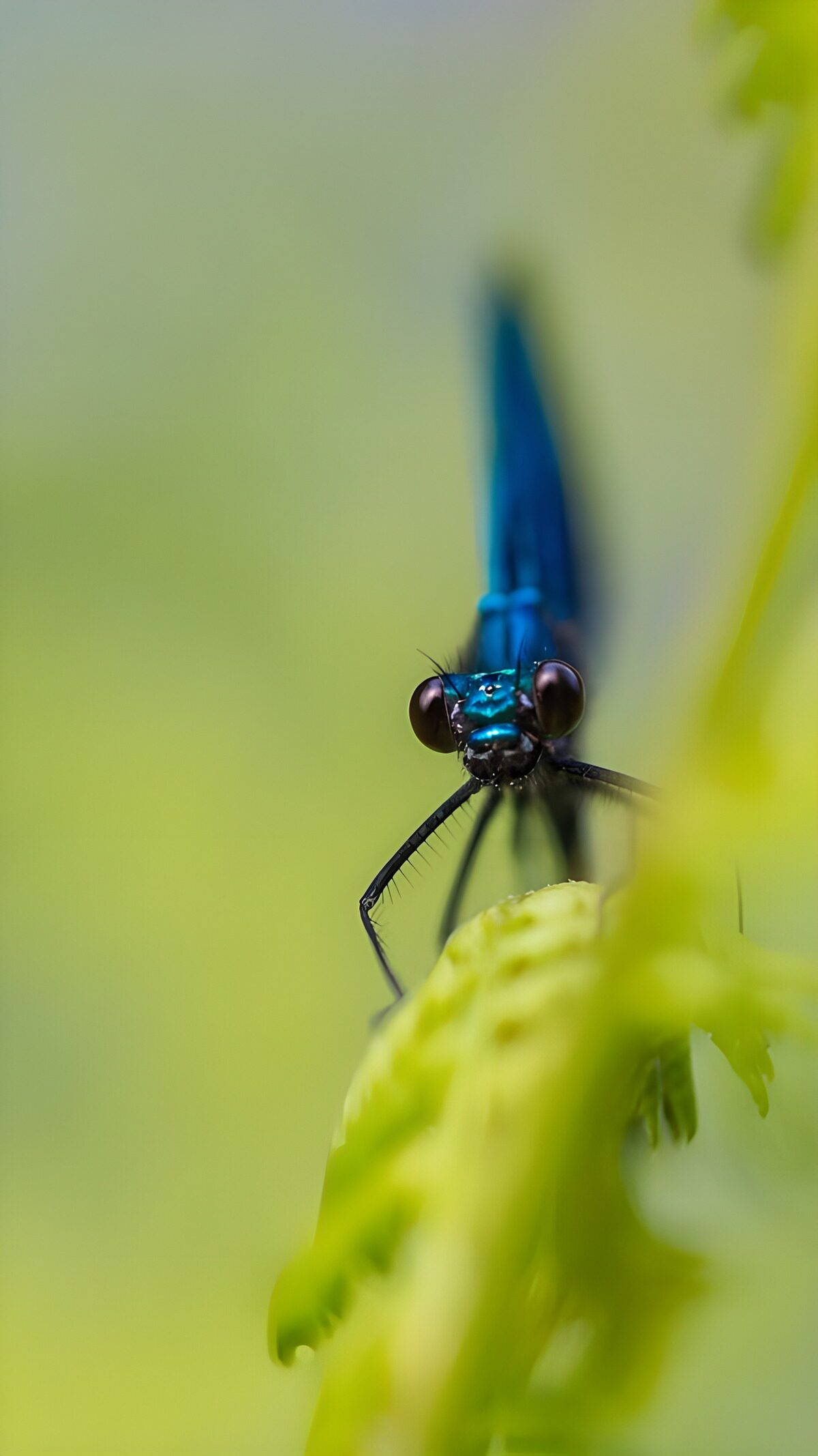 Glimmering Blue Dragonfly Close-Up
