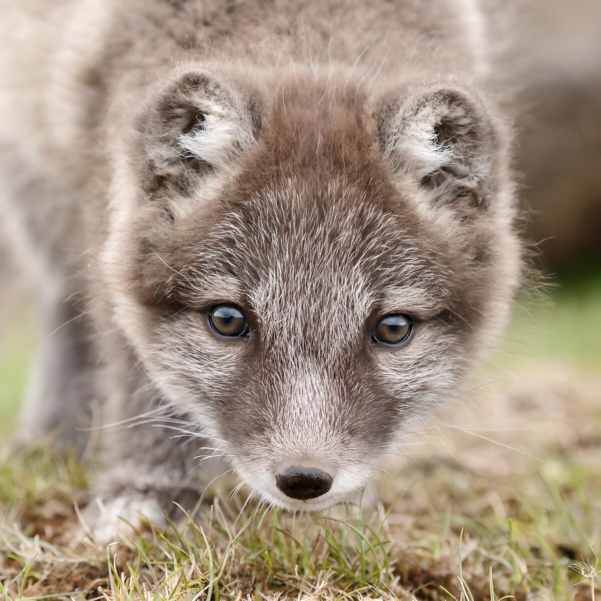 OCCOM6941271: Curious Arctic Fox Pup