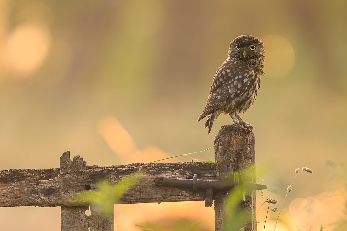 Watchful Owl at Sunset