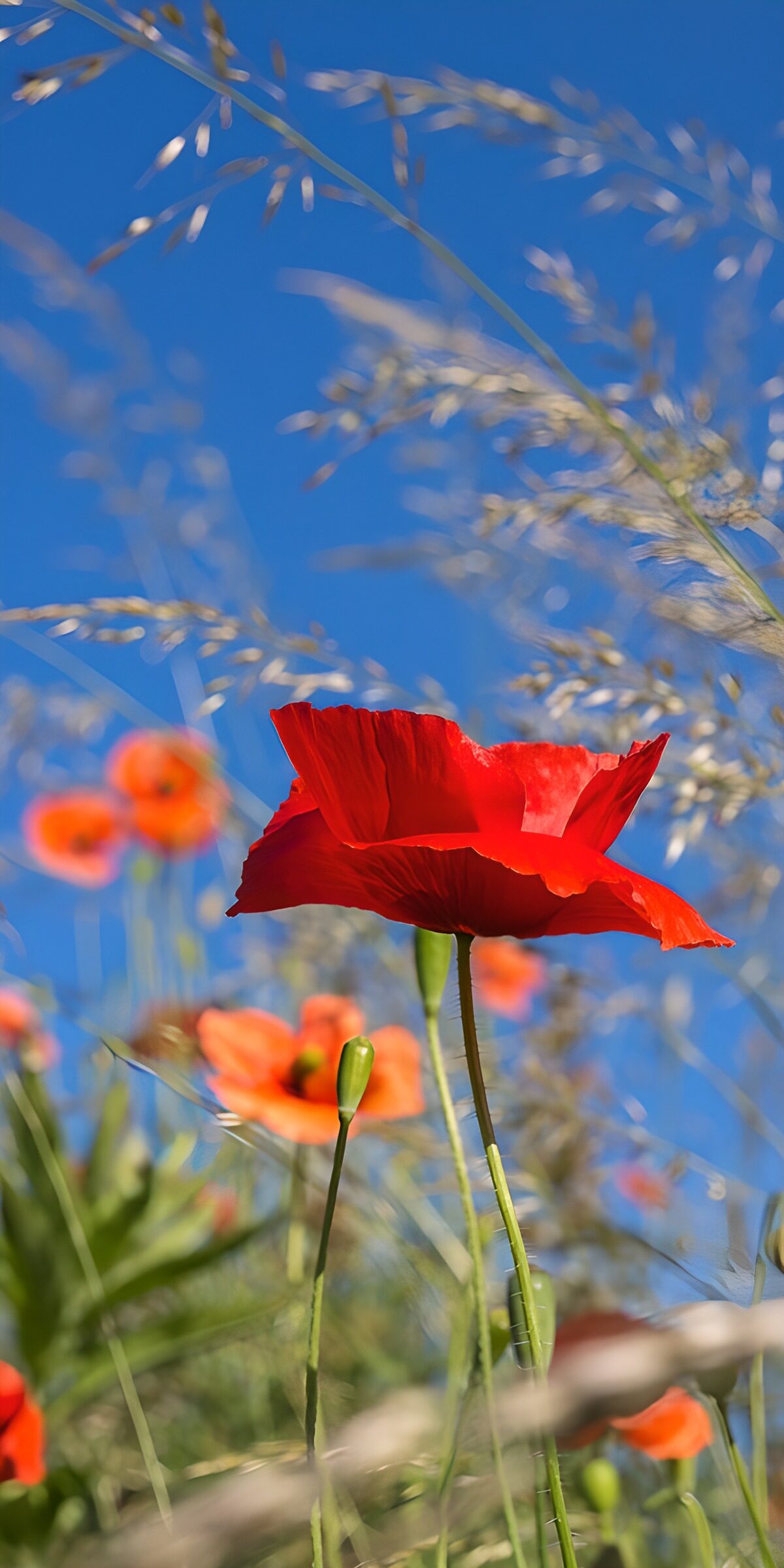OCCOM1874282: Vibrant Poppies Against a Blue Sky