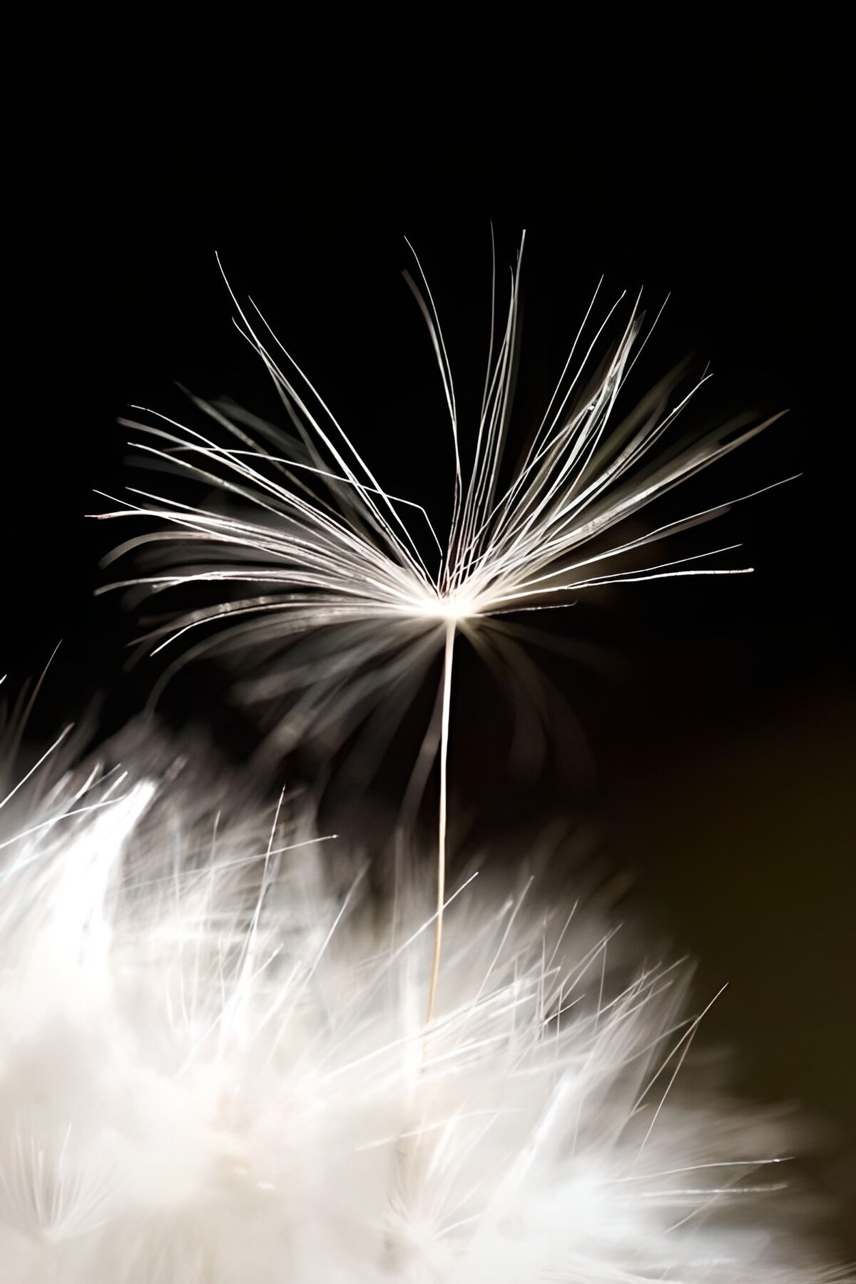 Elegant Dandelion Seed in Focus