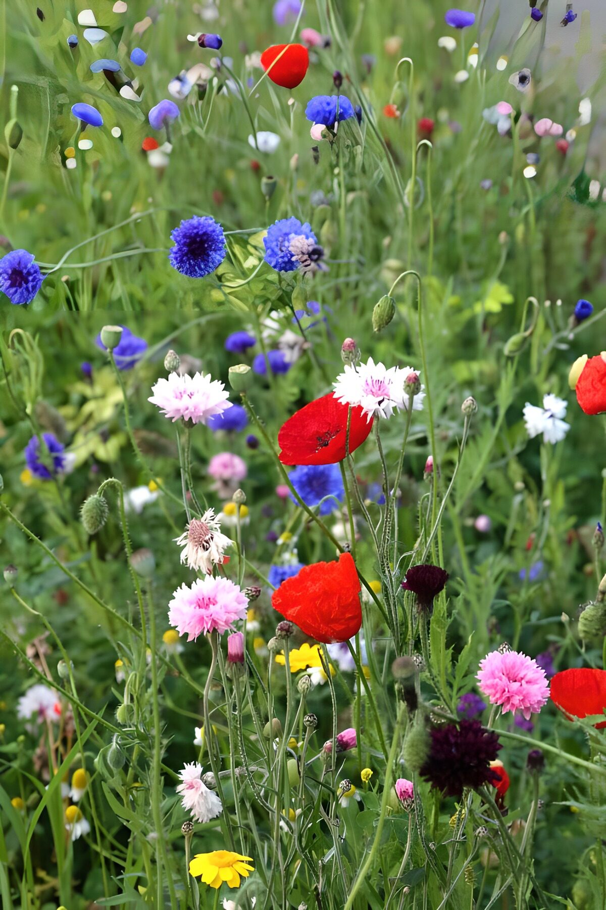 Vibrant Wildflower Meadow