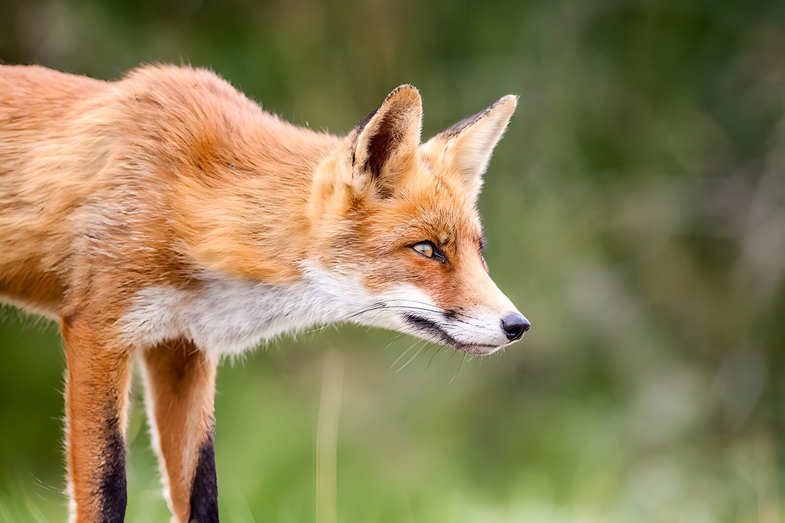 OCCOM8163896: Curious Fox in the Wild