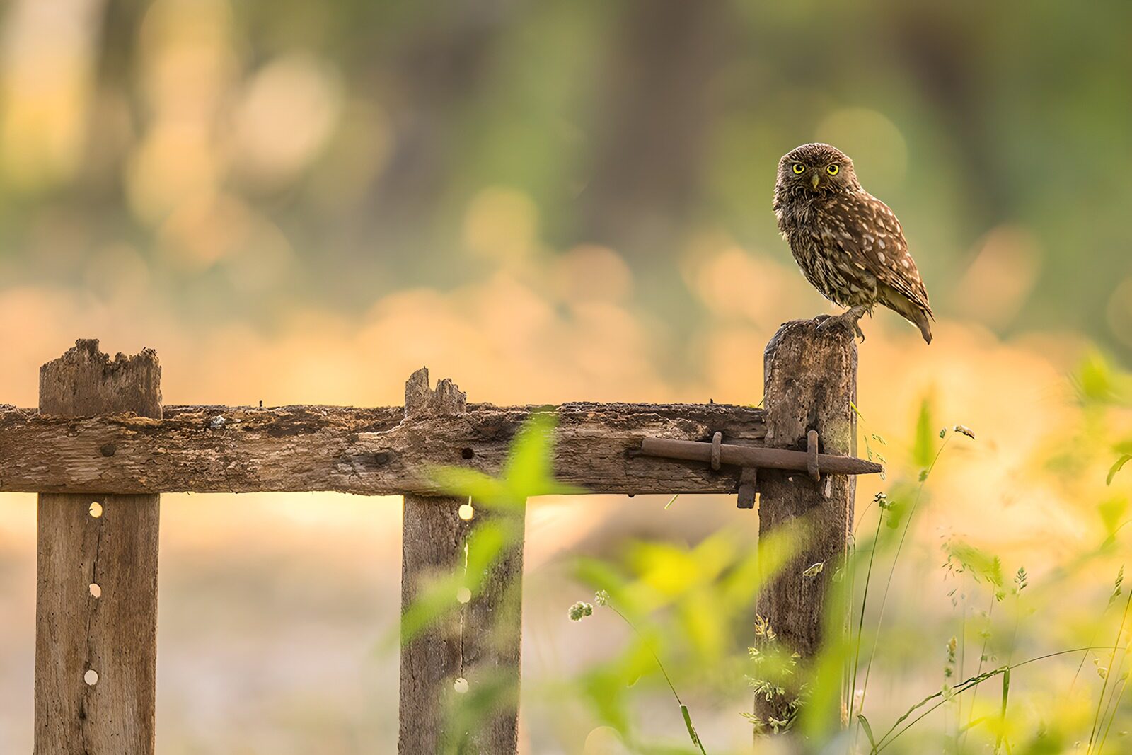 OCCOM3561329: Serene Owl Perched on a Rustic Fence