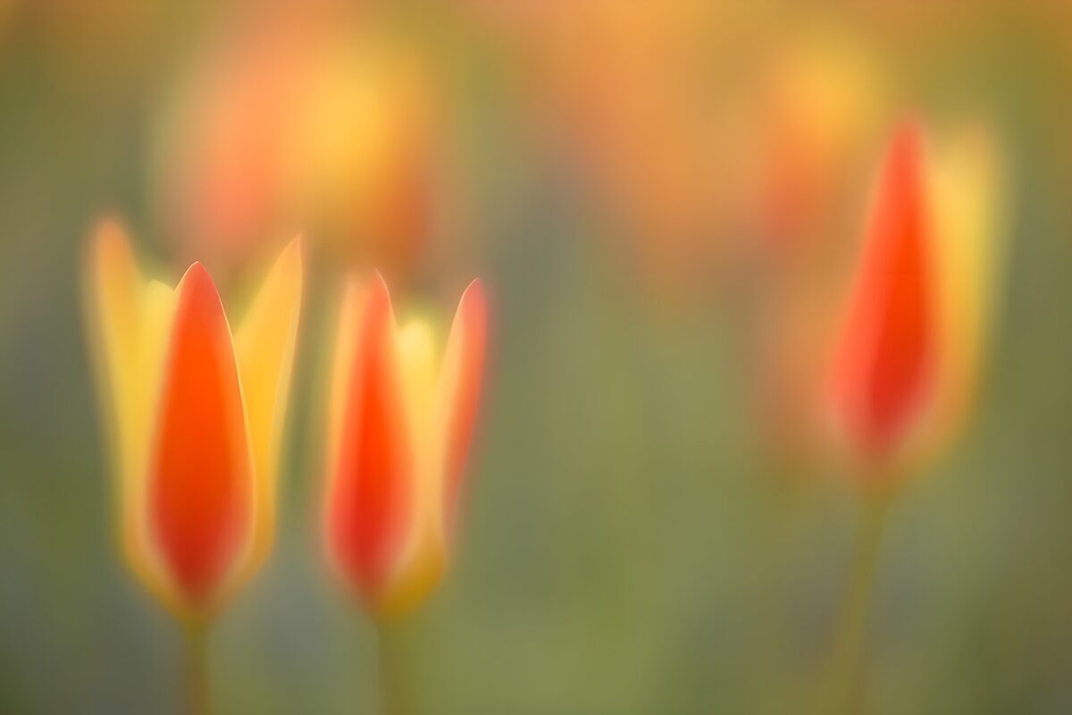 Vibrant Tulip Blossom in Soft Focus