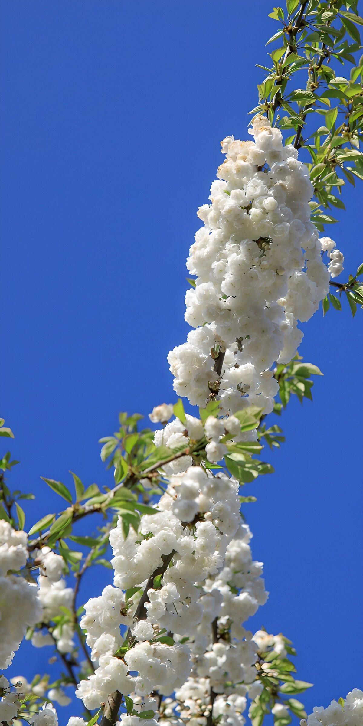 OCCOM1871693: Blooming White Flowers Against Blue Sky