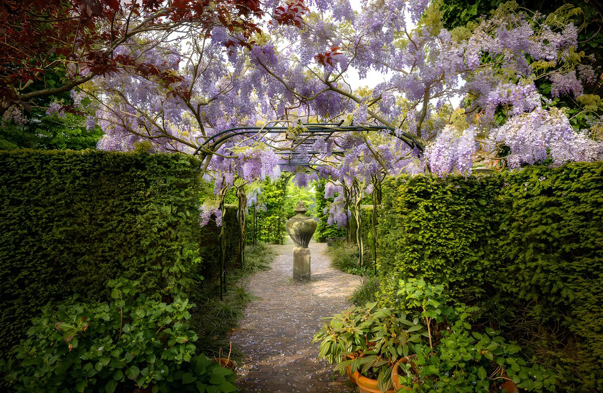 Serene Wisteria Pathway