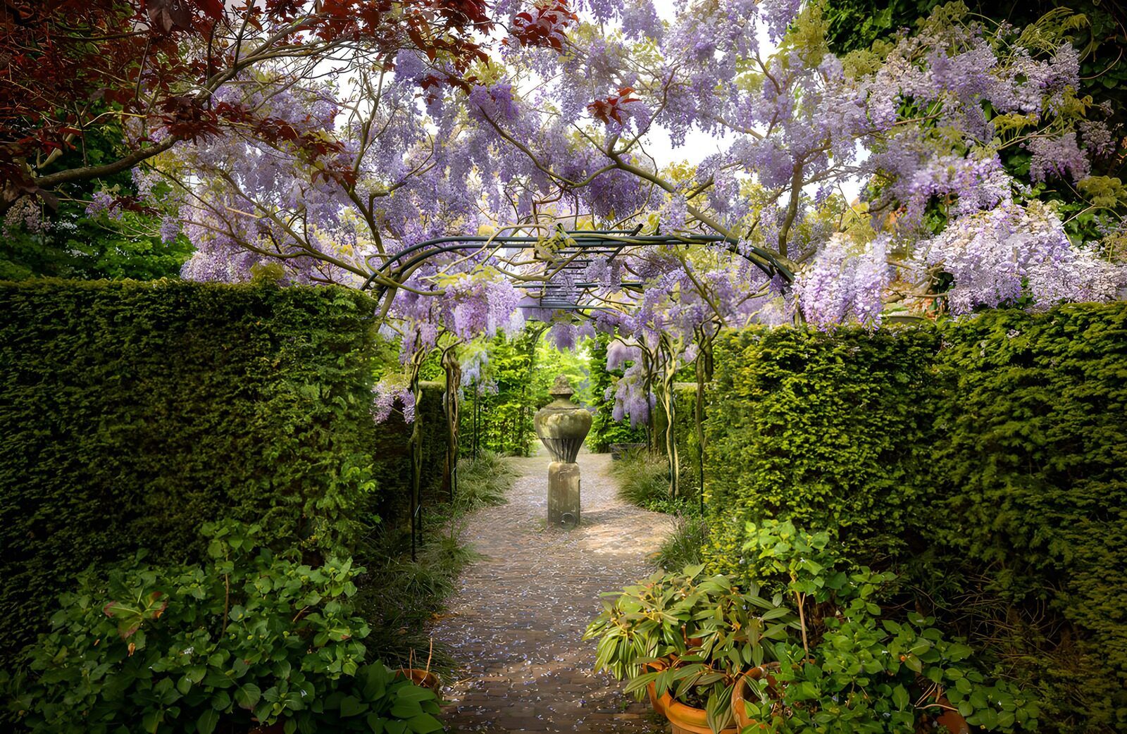 OCCOM1880807: Serene Wisteria Pathway
