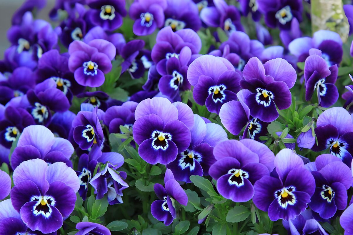 Enchanting Purple Pansies in Bloom