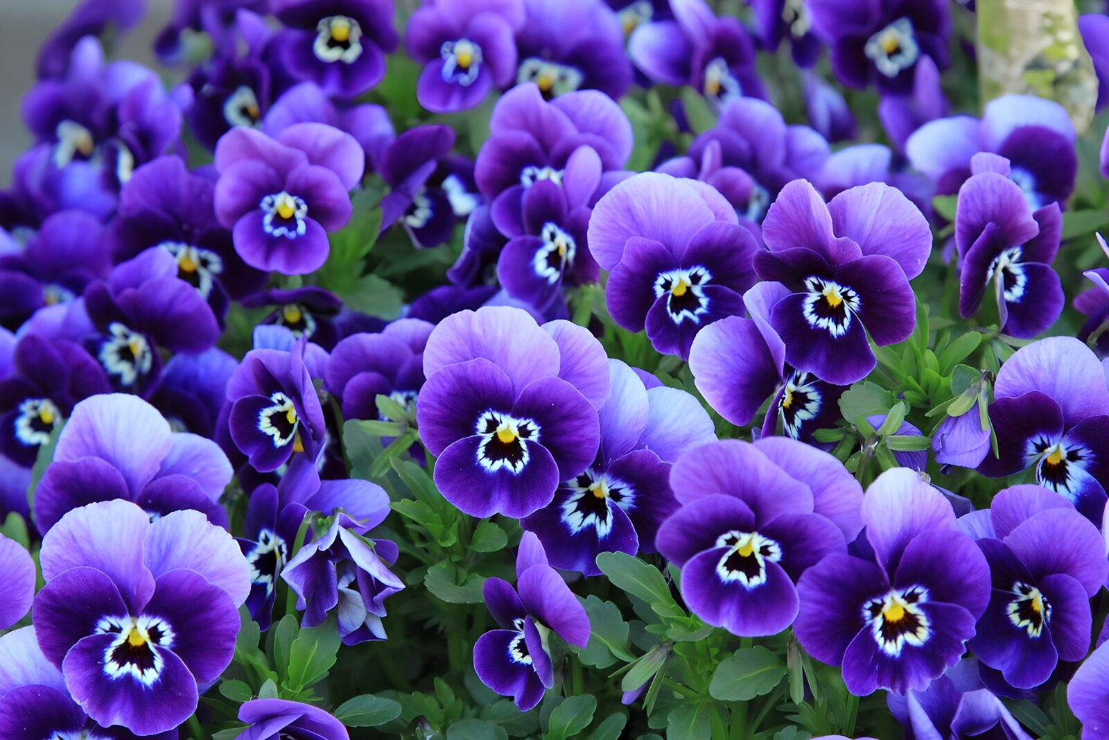 OCCOM1682140: Enchanting Purple Pansies in Bloom