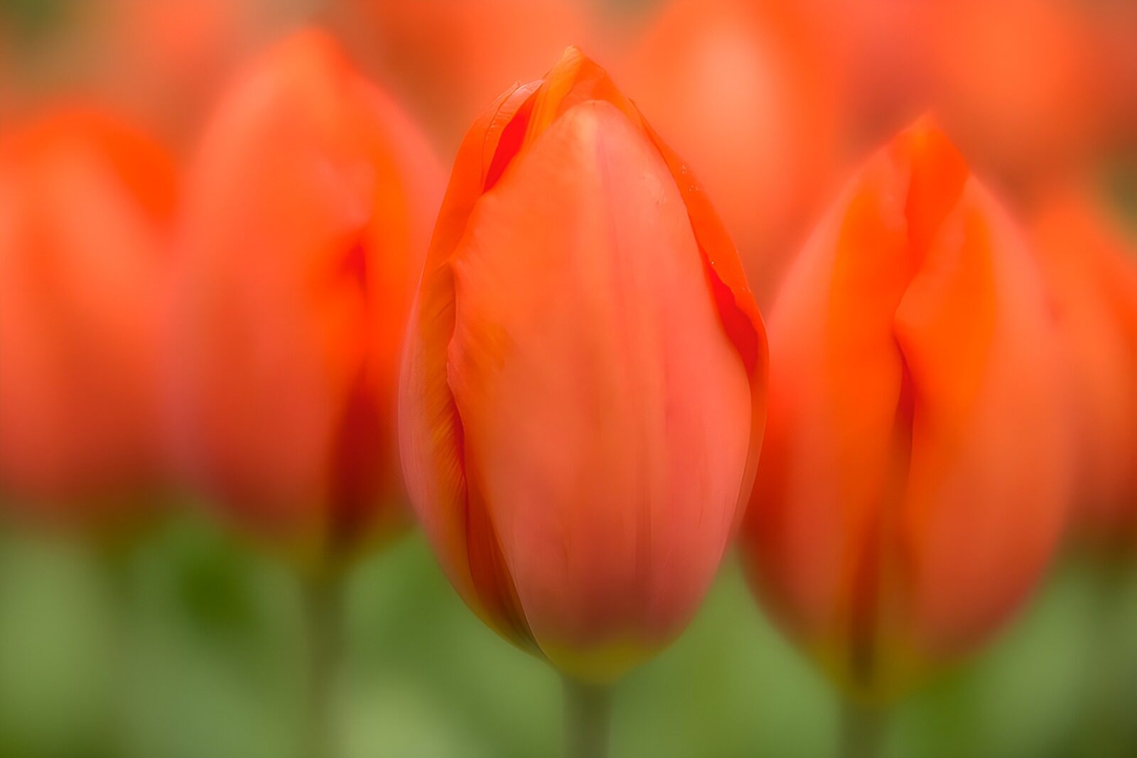 OCCOM9133241: Vibrant Orange Tulips in Bloom